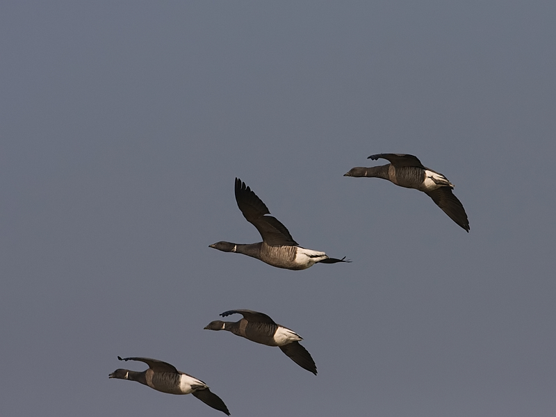 Branta bernicla Rotgans Brent Goose